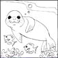 seal coloring