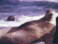 Monk Seal picture