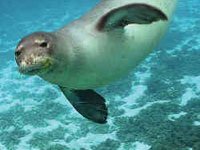 Monk Seal picture