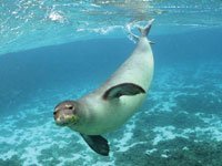 Monk Seal photo