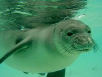 Monk Seal 