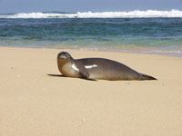 Monk Seal picture