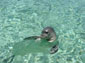 Monk Seal wallpaper