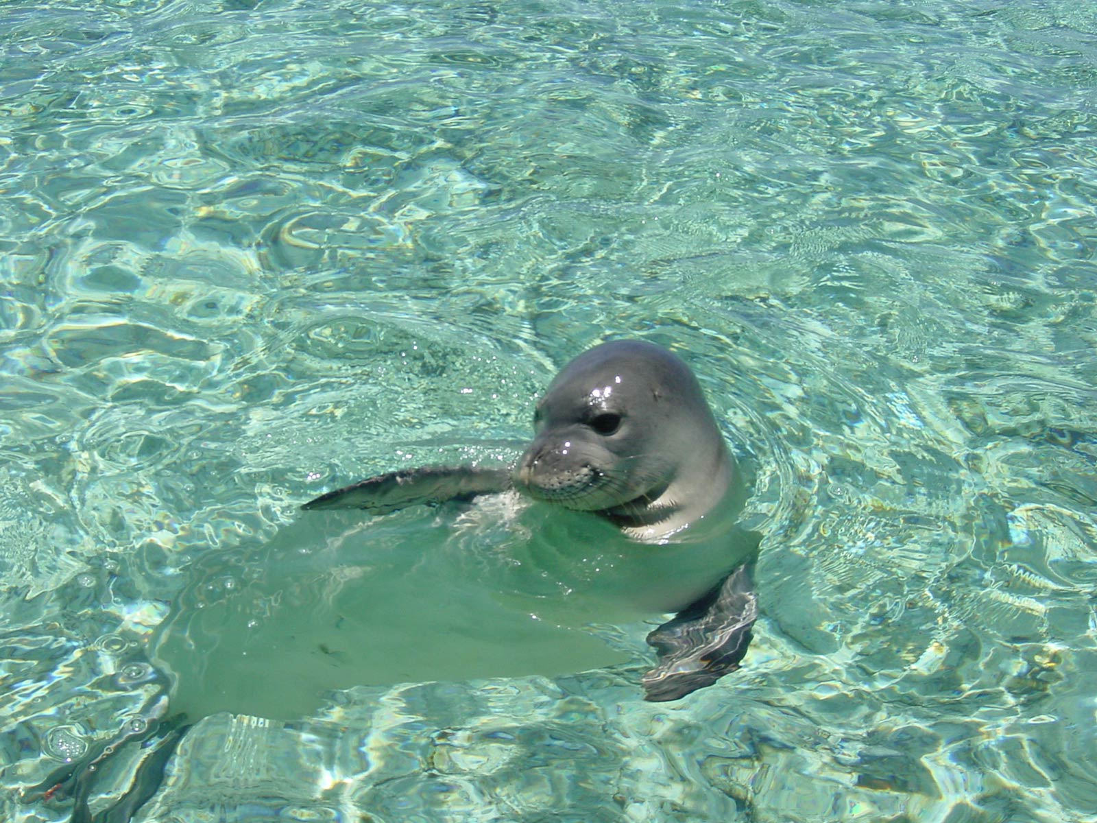 free Monk Seal wallpaper wallpapers download