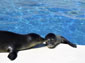 monk seal wallpaper