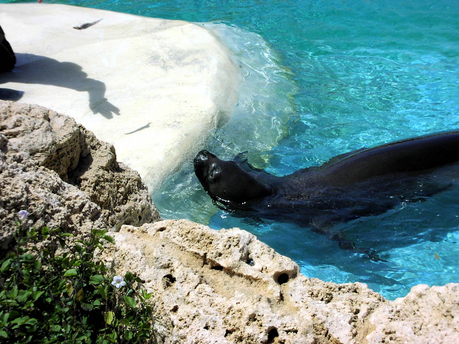 free Monk Seal wallpaper wallpapers download