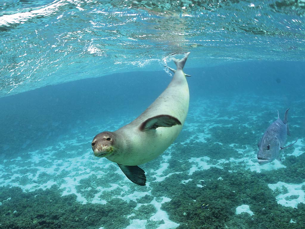 free Monk Seal wallpaper wallpapers and background