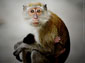 free monkey wallpaper