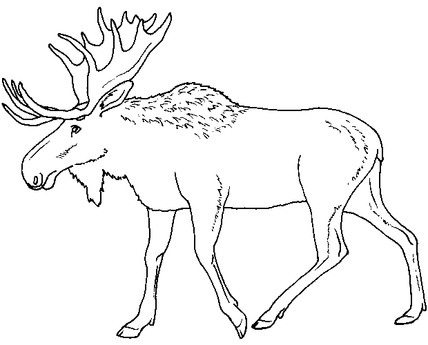 Strapping Moose Coloring Page