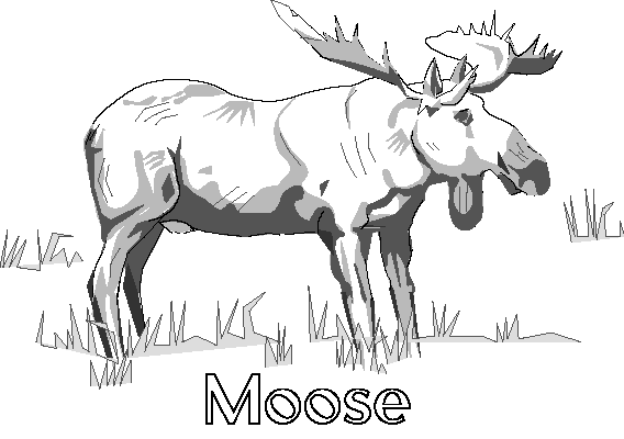 free Moose coloring page