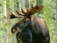 Moose picture