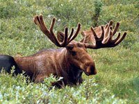 Moose in the grasslands
