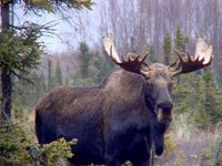 Moose picture
