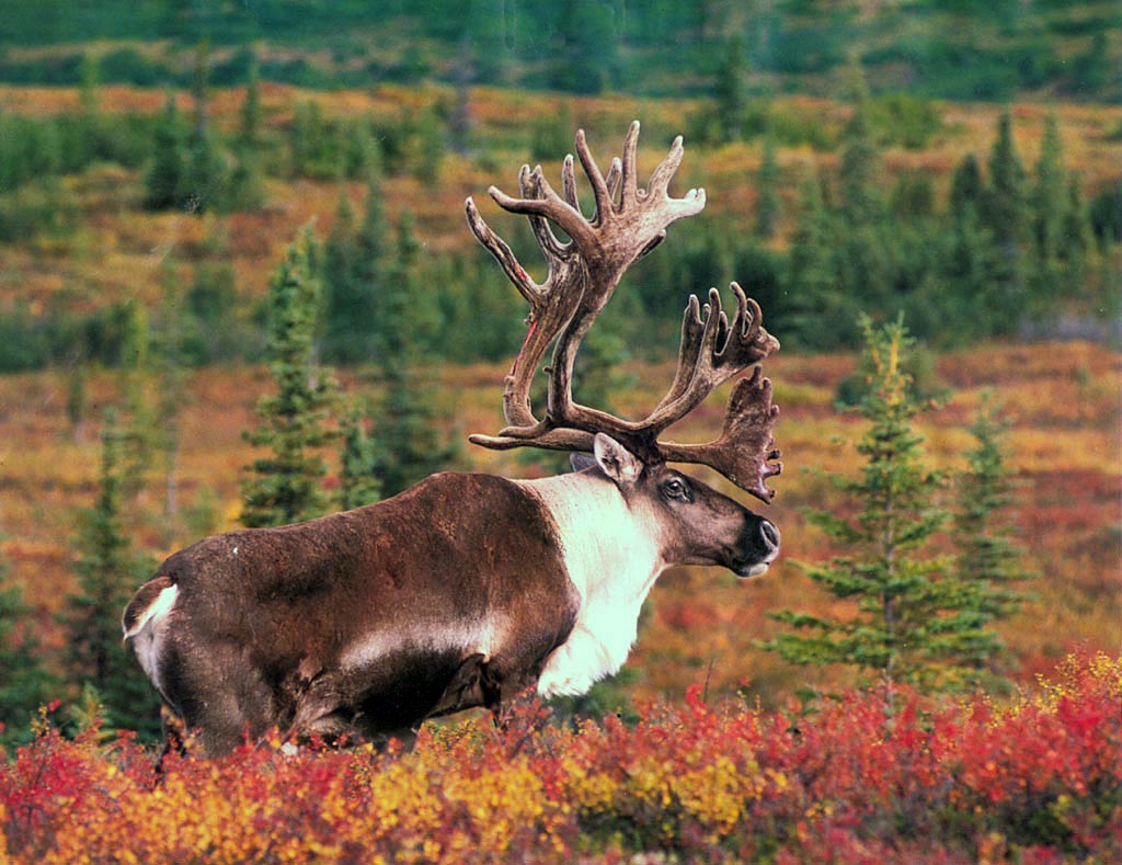 free Moose wallpaper wallpapers download