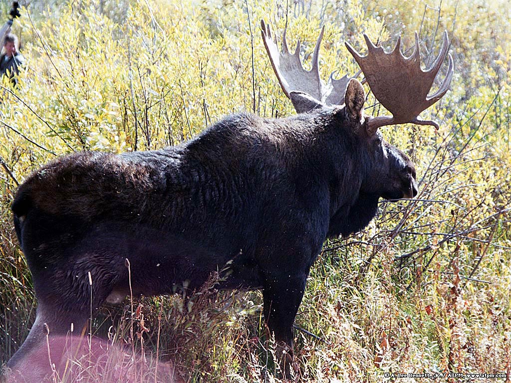 free Moose wallpaper wallpapers download