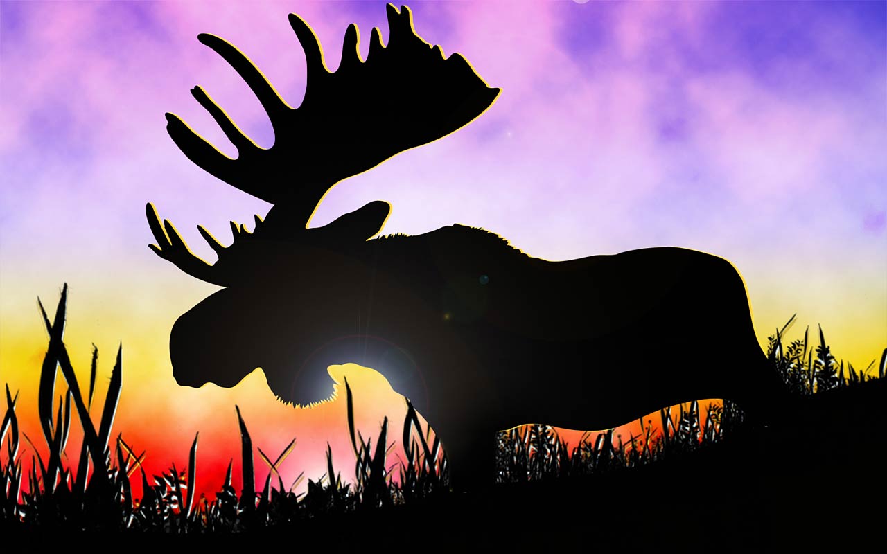 Moose Face HD wallpaper