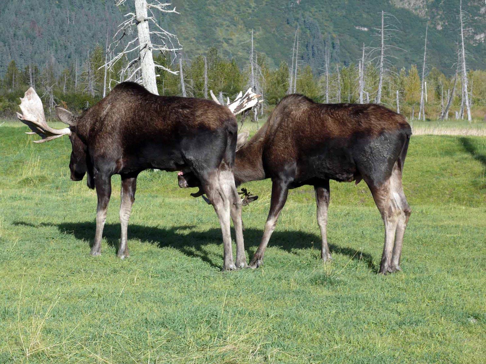 free Moose wallpaper wallpapers download