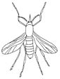 Mosquito coloring page