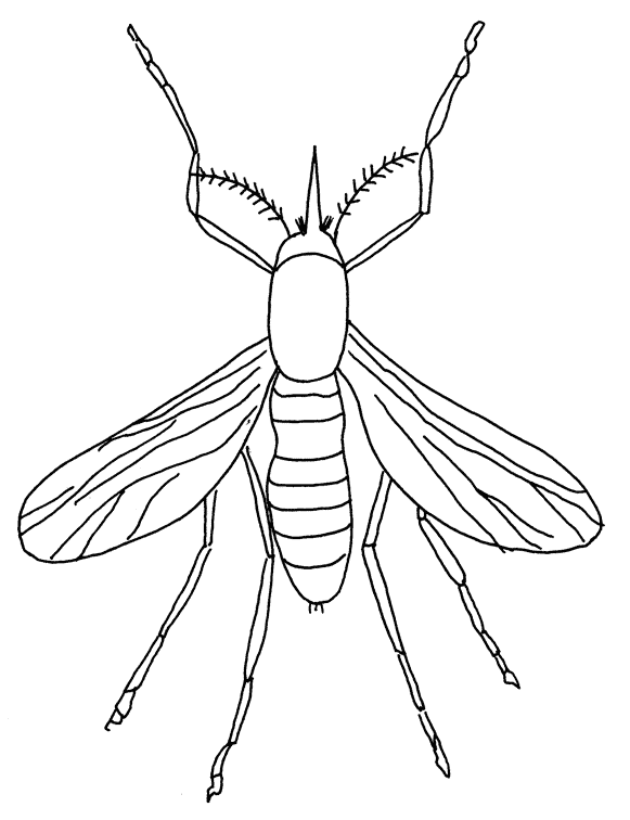 free Mosquito coloring page