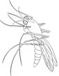 Mosquito coloring page