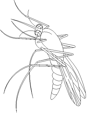 free Mosquito coloring page