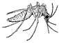 Mosquito coloring page