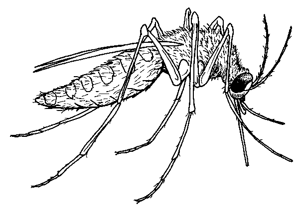 free Mosquito coloring page