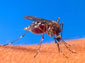 Mosquito wallpaper