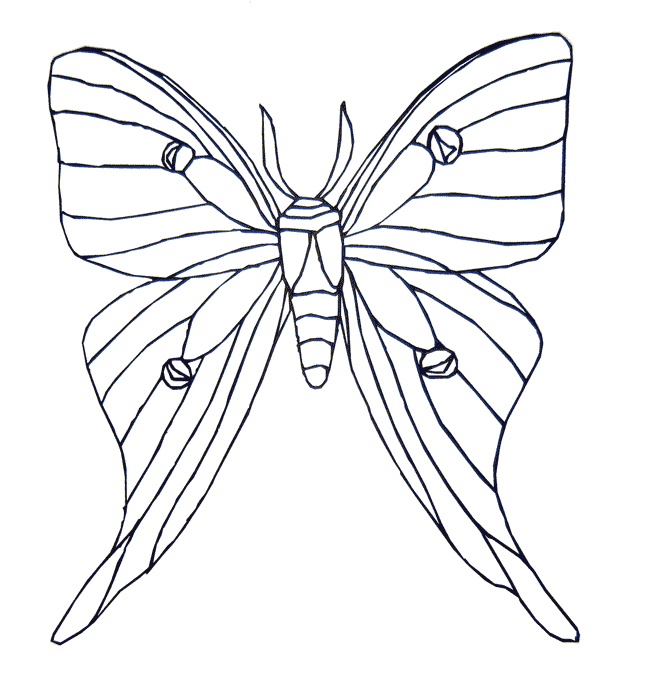 free Moth coloring page