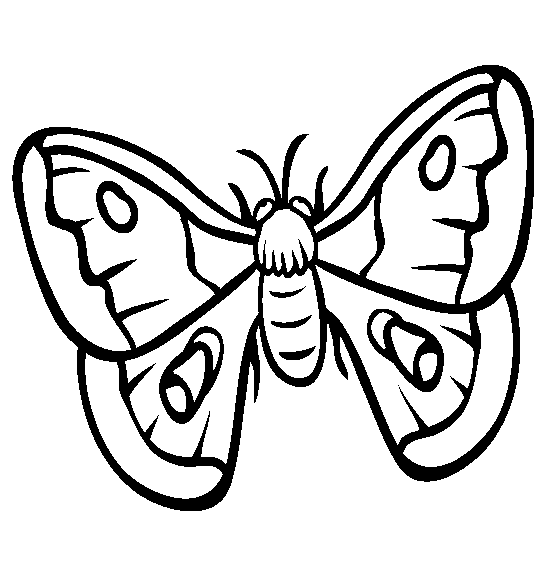 free Moth coloring page