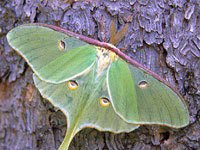 Green Moth