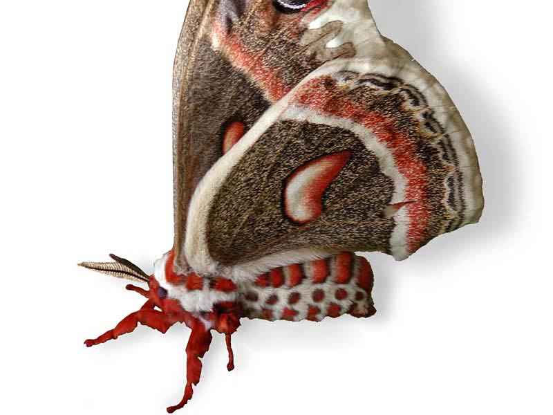free Moth wallpaper wallpapers download