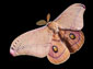 free moth wallpaper
