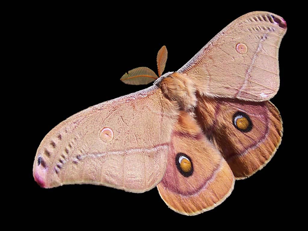 free Moth wallpaper wallpapers download