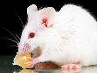 Mouse eating cheese