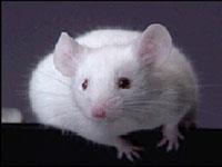 Mouse image