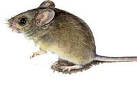 Mouse image