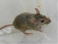 Mouse image