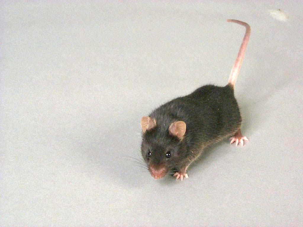 free Mouse wallpaper wallpapers download