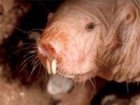 Naked Mole Rat image