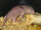 Naked Mole Rat wallpaper