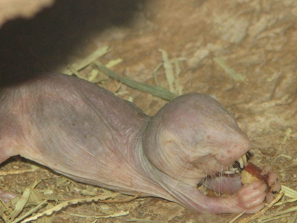 free Naked Mole Rat wallpaper wallpapers download