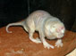 Naked Mole Rat wallpaper