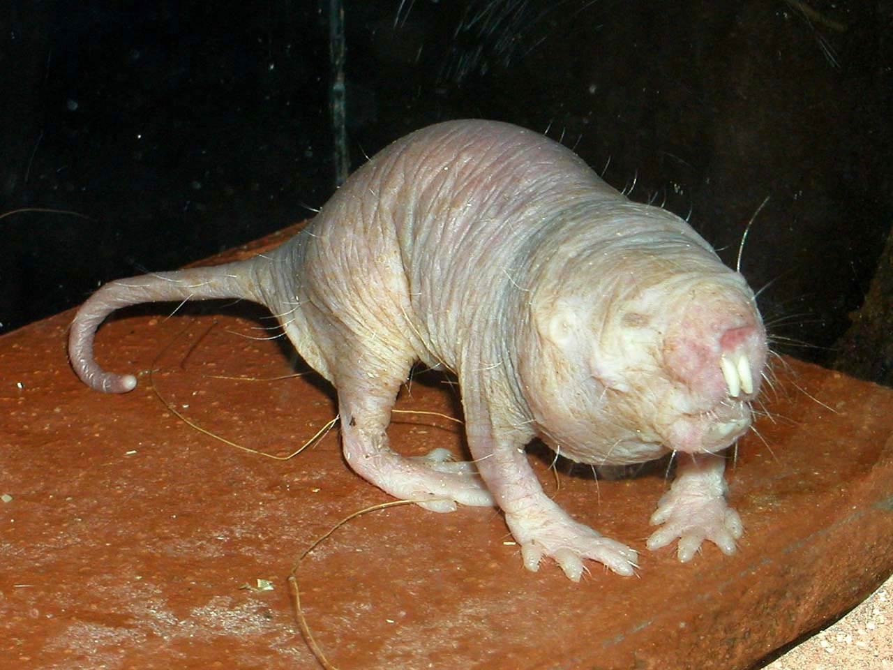 free Naked Mole Rat wallpaper wallpapers download