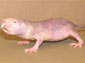 Naked Mole Rat wallpaper