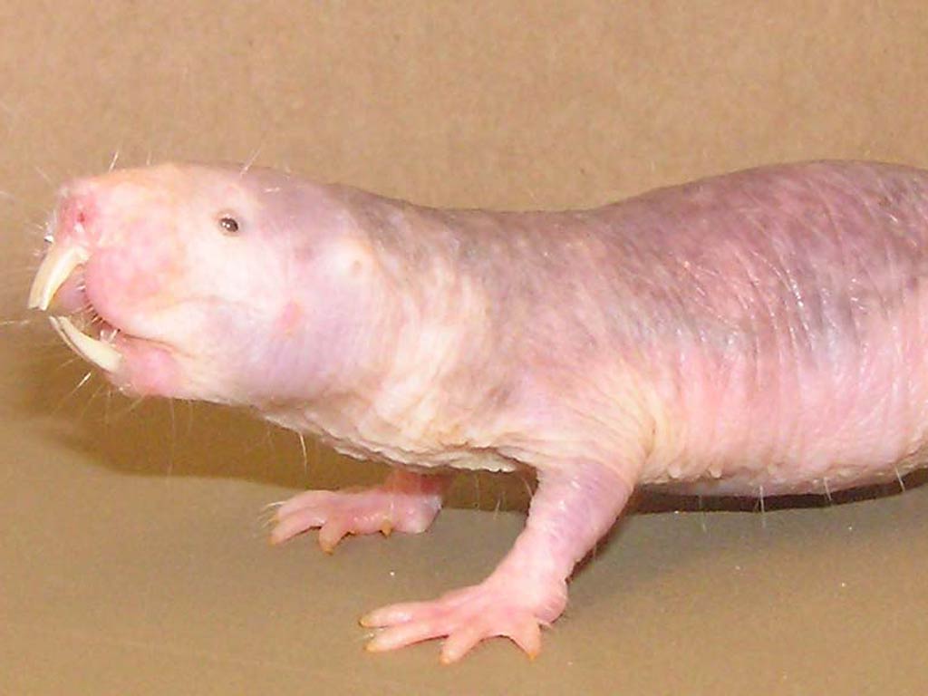 free Naked Mole Rat wallpaper wallpapers and background