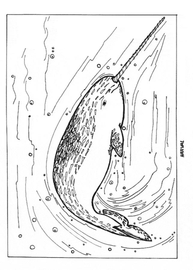 free Narwhal coloring page