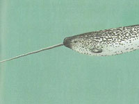 Narwhal image