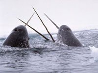 Narwhals