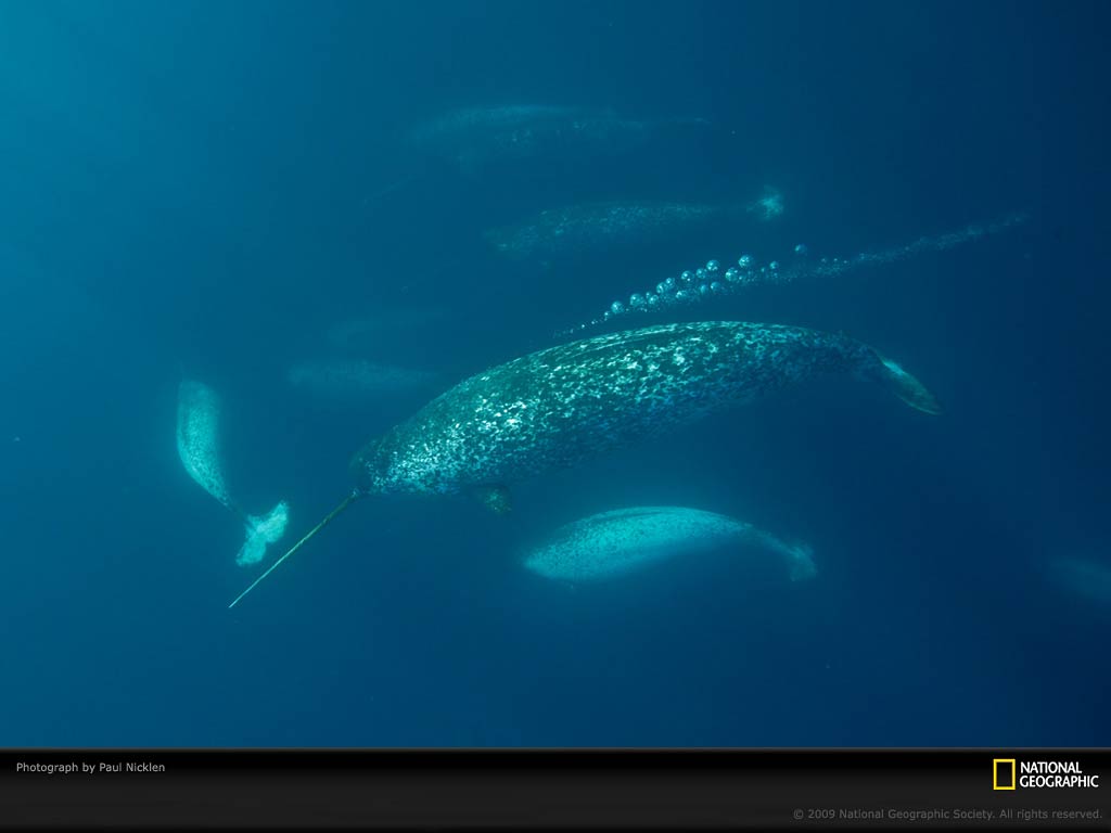 free Narwhal wallpaper wallpapers download